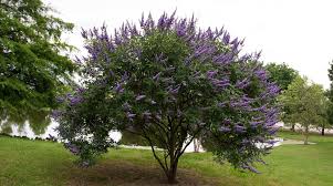 Image result for Vitex