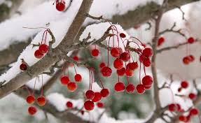 Der Perfekte Winter Garten Obstgarten Baume Garten Garten