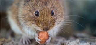 They are carried by several types of rodents, particularly the deer mouse. Erhohte Gefahr Durch Hantaviren