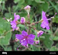 Image result for Commicarpus