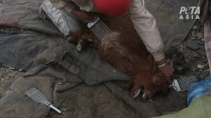 / смотрите видео chinese woman kill goat онлайн. Peta Expose There S Nothing Luxurious About Cashmere