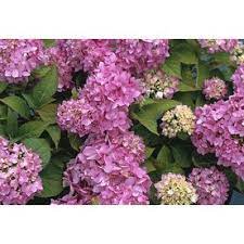 Endless Summer 2 Gallon Blue Endless Summer Hydrangea Flowering Shrub In Pot L14704 Lowes Com Flowering Shrubs Endless Summer Blue Hydrangea Endless Summer Hydrangea