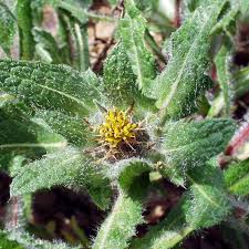 Image result for Cnicus