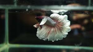 Jenis ikan 6 jenis warna cupang plakat avatar :: 9 Jenis Ikan Cupang Termahal Di Indonesia Bahkan Di Dunia