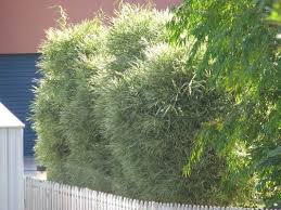 For hedges, it is best to dig a straight trench when planting bare root shrubs. Pin By Lori Campbell On Natural Privacy Fence Natural Privacy Fences Privacy Plants Bamboo Plants For Sale