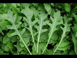 Your garden supply and advice hq. How To Grow Rocket Youtube