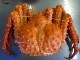 Image result for Crabbea kaessneri
