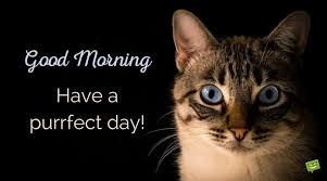 Cute Funny Good Morning Images And Memes With Animals Funny Good Morning Images Good Morning Cat Funny Cat Memes