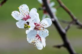 Best advice & friendly support throughout. Spring Fruit Flower Plants And Nature Flora Fauna Indivstock