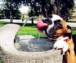 狗狗大便摘要 你有多久沒有關心家中愛犬便便的顏色了呢 其實不要小看狗狗的大便噢 有時候我們可以從這個小細節發現狗狗的健康問題 像是狗便的顏色深淺及顏色差異 其實都與飲食的狀況有關 話不多說 一起看看吧 boxer dogs funny boxer dogs funny boxer