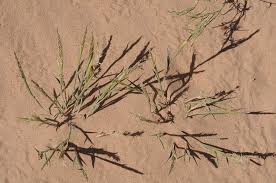 Image result for Centropodia