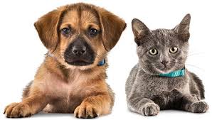 Visit petsmart's everyday dog or cat adoption centers or, at select locations, adopt a variety of small pets or reptiles. Colorado Springs Area Pet Adoption Fairs And Events Starting March 7 Lifestyle Gazette Com