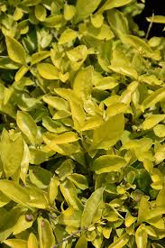 Image result for Duranta erecta