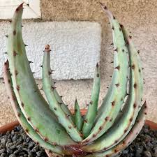 Image result for Aloe excelsa