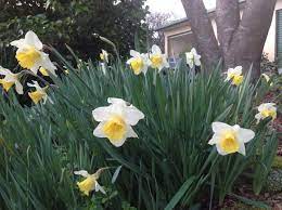 Hidden Surprises Surface In Spring Organic Gardener Magazine Australia