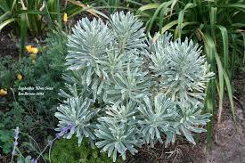 We did not find results for: Photo Of The Entire Plant Of Euphorbia Euphorbia Characias Silver Swan Posted By Calif Sue Garden Org