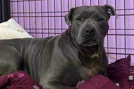 Nearly 5 Years in a Evansville Shelter One Lucky Dog Finds a Home