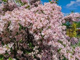 Image result for Kolkwitzia