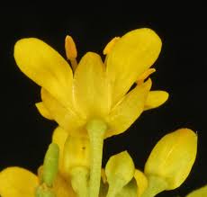 Image result for Rorippa nudiuscula