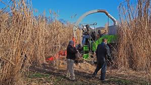Image result for Miscanthus