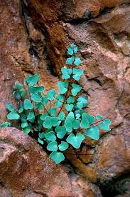 Image result for Pellaea dura