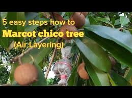 Marcotting gives a strike rate of at least 80 percent, whereas grafting is more variable. 5 Easy Steps How To Marcot Chico Tree Or Sapodilla Tree English Subtitle Youtube