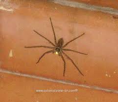 See more ideas about aesthetic, dark, the secret history. Creatures Of Dominican Republic 2 Colonialzone Dr Com
