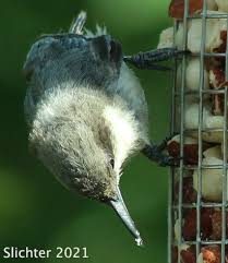 Image result for Pavetta pygmaea