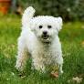 lhasapoo from www.vetstreet.com