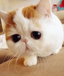 Ama Simdi Oldu Mu Buuuu 3 3 3 3 Cute Kittens Kediler Ve Yavrulari Sevimli Hayvan Yavrulari