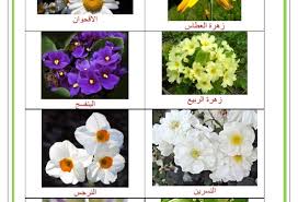 بعض أنواع الأزهار و فوائدها موقع مدرستي