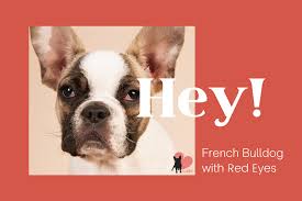 French bulldog dog red eyes allergies. Boston Terrier Eyes 10 Problems And 6 Prevention Tips