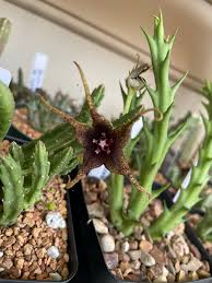 Image result for Orbea caudata