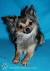 Wolf Sable Chihuahua