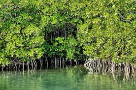 We did not find results for: 9 Ciri Ciri Hutan Magrove Dan Penjelasannya Ilmugeografi Com