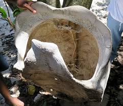 Image result for Sclerodactylon macrostachyum