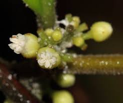 Image result for Dichapetalum