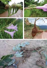 A foundation monograph of Ipomoea (Convolvulaceae) in the New World