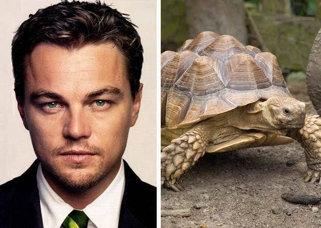 Mga resulta ng larawan para sa Leonardo DiCaprio his Sulcata tortoise"