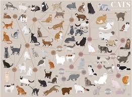 cat breeds chart album on imgur