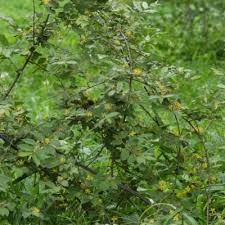 Image result for Grewia flavescens