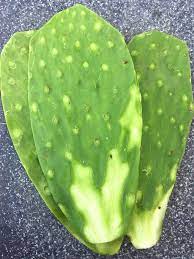 People also use it in traditional medicine to treat glaucoma and other the nopal cactus, which is native to mexico, is more commonly known as the prickly pear cactus. Pin On Cactus