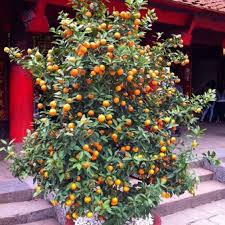 Abricotier En Pot Abricotier Plante Jardin Jardins