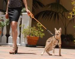 Serval Ve Savannah Kedilerinin Acimasiz Ticareti Anadolu Kedisi