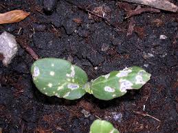 Plant three or four seeds in hills 4 to 6 inches high along the trellis or cage. Slug Damage On Cucumber Seedling This Is A Pic With Flash Flickr
