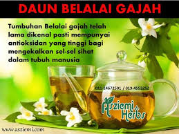 Maybe you would like to learn more about one of these? Teh Daun Belalai Gajah Sarawak Postingan Facebook