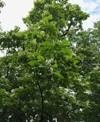Northern catalpa (left) and southern catalpa (right) can be difficult to tell apart at a glance. Catalpa Trees Catawba Worms And Southern Lore Finegardening