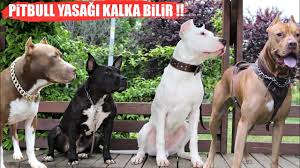 Pitbull Yasagi Kalka Bilir Evet Yanlis Okumadiniz Pitbull Dogoargentino Tosainu Youtube