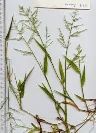 Image result for Steinchisma laxum