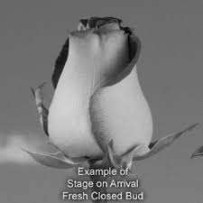 Our local florists craft fresh flower arrangements from daisy flowers, lily flowers, carnation flowers, hydrangea flowers, iris flowers, roses, sunflowers, and more! Globalrose Fresh Black Baccara Dark Red Color Roses 250 Stems Black Baccara 250 Stems The Home Depot